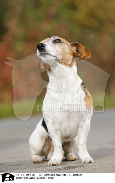 sitzender Jack Russell Terrier / sitting Jack Russell Terrier / RR-95710