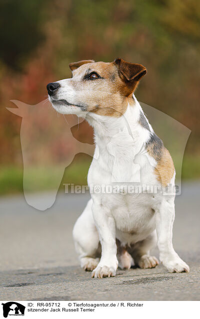 sitzender Jack Russell Terrier / sitting Jack Russell Terrier / RR-95712
