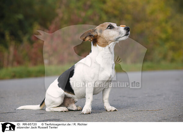 sitzender Jack Russell Terrier / sitting Jack Russell Terrier / RR-95720