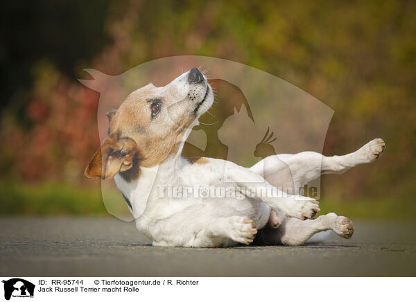 Jack Russell Terrier macht Rolle / rolling Jack Russell Terrier / RR-95744