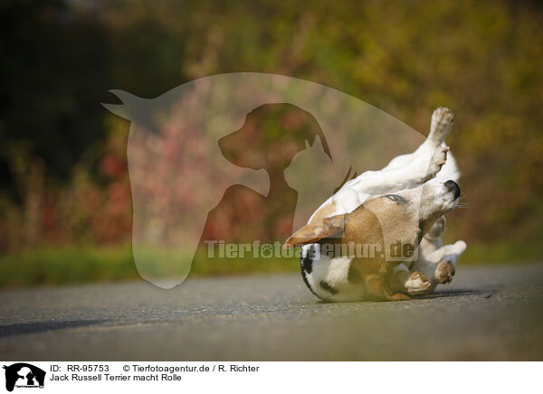 Jack Russell Terrier macht Rolle / rolling Jack Russell Terrier / RR-95753