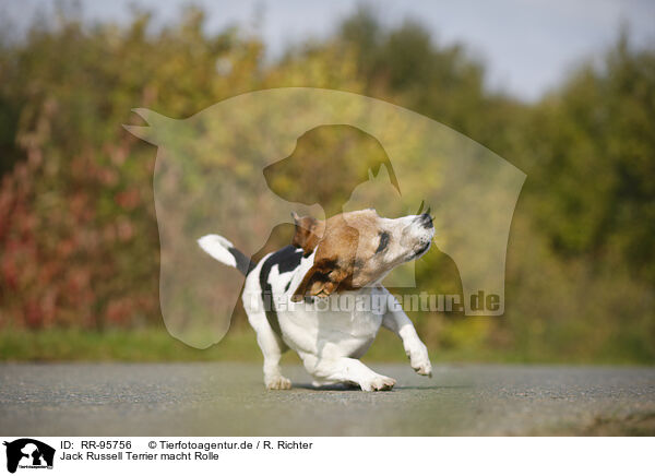 Jack Russell Terrier macht Rolle / rolling Jack Russell Terrier / RR-95756