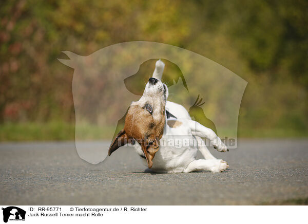 Jack Russell Terrier macht Rolle / rolling Jack Russell Terrier / RR-95771