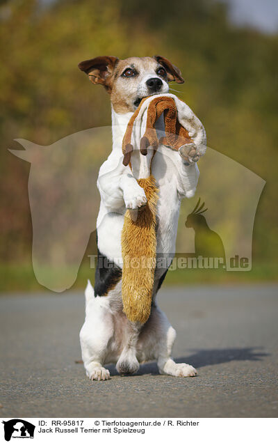 Jack Russell Terrier mit Spielzeug / Jack Russell Terrier with toy / RR-95817
