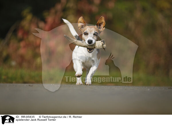 spielender Jack Russell Terrier / playing Jack Russell Terrier / RR-95835