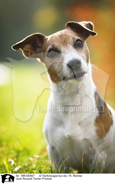Jack Russell Terrier Portrait / Jack Russell Terrier Portrait / RR-95867