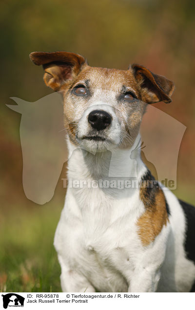 Jack Russell Terrier Portrait / Jack Russell Terrier Portrait / RR-95878