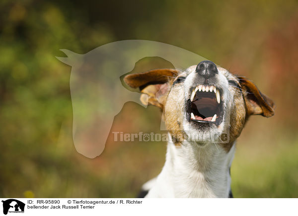 bellender Jack Russell Terrier / barking Jack Russell Terrier / RR-95890