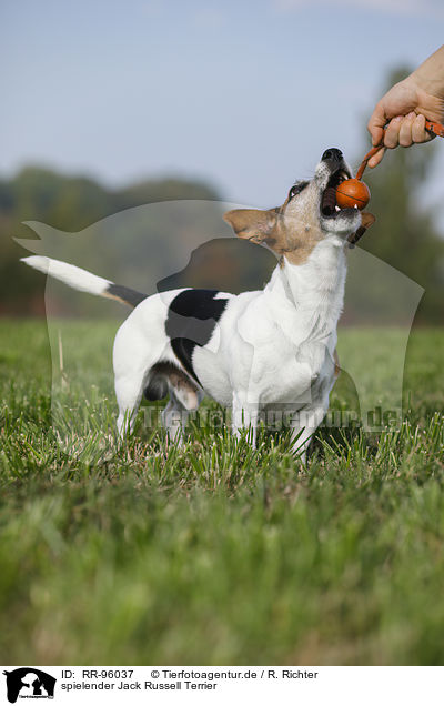 spielender Jack Russell Terrier / playing Jack Russell Terrier / RR-96037