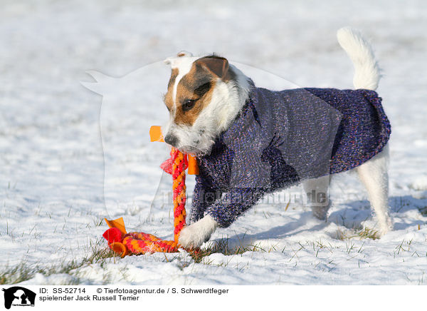 spielender Jack Russell Terrier / playing Jack Russell Terrier / SS-52714