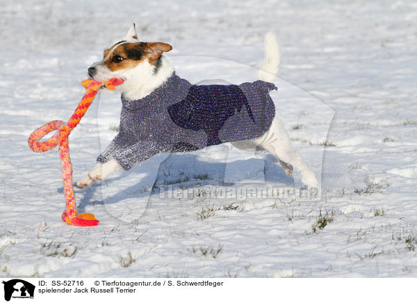 spielender Jack Russell Terrier / playing Jack Russell Terrier / SS-52716
