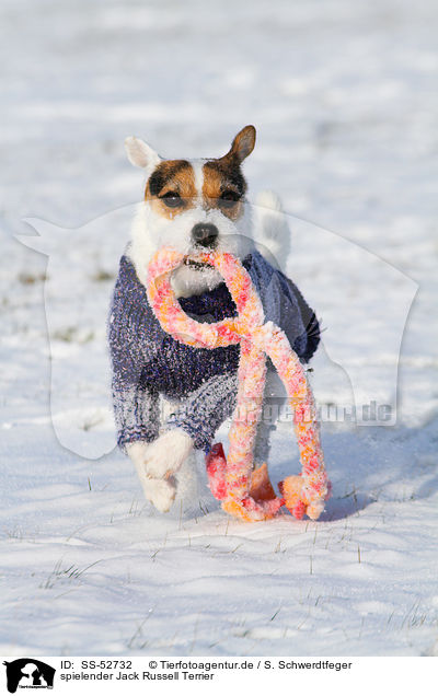 spielender Jack Russell Terrier / playing Jack Russell Terrier / SS-52732