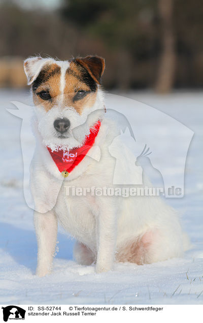 sitzender Jack Russell Terrier / sitting Jack Russell Terrier / SS-52744