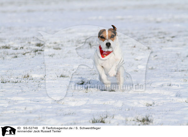 rennender Jack Russell Terrier / running Jack Russell Terrier / SS-52748