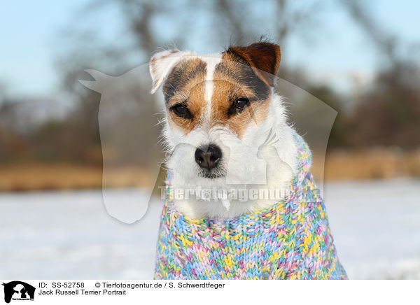 Jack Russell Terrier Portrait / Jack Russell Terrier Portrait / SS-52758