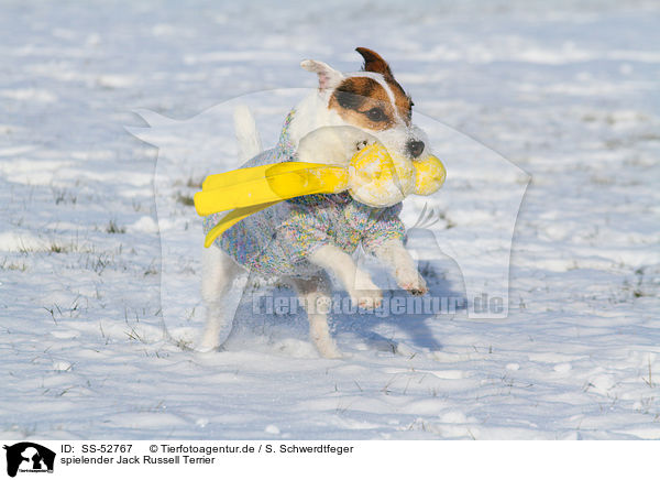 spielender Jack Russell Terrier / playing Jack Russell Terrier / SS-52767