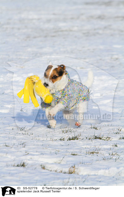 spielender Jack Russell Terrier / playing Jack Russell Terrier / SS-52778