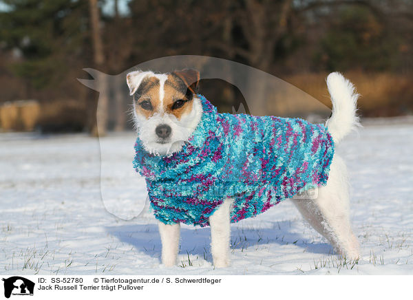 Jack Russell Terrier trgt Pullover / Jack Russell Terrier wears pullover / SS-52780