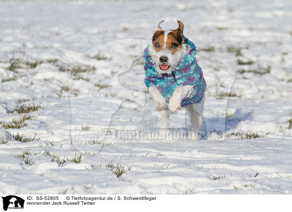 rennender Jack Russell Terrier / running Jack Russell Terrier / SS-52805