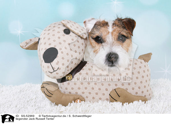 liegender Jack Russell Terrier / lying Jack Russell Terrier / SS-52969