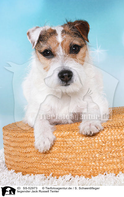 liegender Jack Russell Terrier / lying Jack Russell Terrier / SS-52973