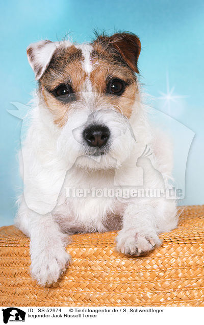 liegender Jack Russell Terrier / lying Jack Russell Terrier / SS-52974