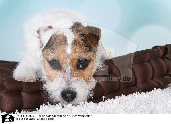 liegender Jack Russell Terrier / lying Jack Russell Terrier / SS-52977