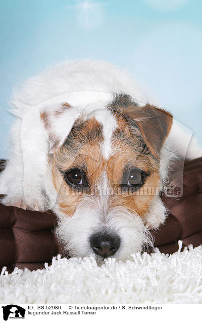 liegender Jack Russell Terrier / lying Jack Russell Terrier / SS-52980