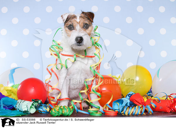 sitzender Jack Russell Terrier / SS-53066