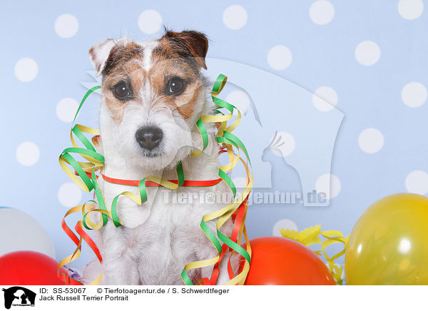 Jack Russell Terrier Portrait / Jack Russell Terriern Portrait / SS-53067
