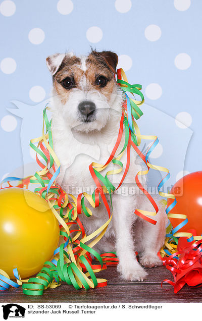 sitzender Jack Russell Terrier / sitting Jack Russell Terrier / SS-53069