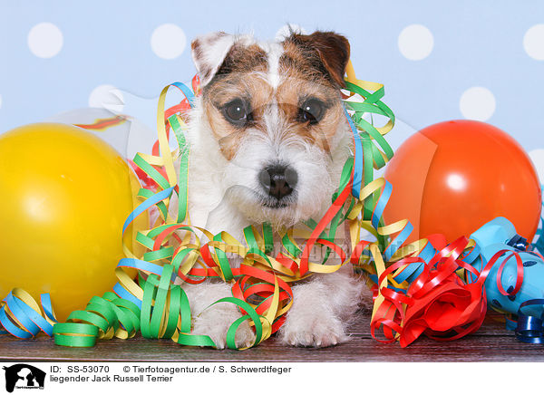 liegender Jack Russell Terrier / SS-53070