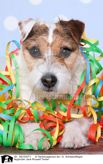 liegender Jack Russell Terrier / SS-53071