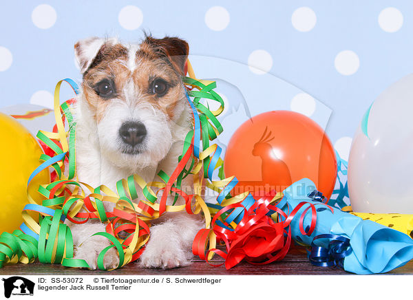 liegender Jack Russell Terrier / lying Jack Russell Terrier / SS-53072