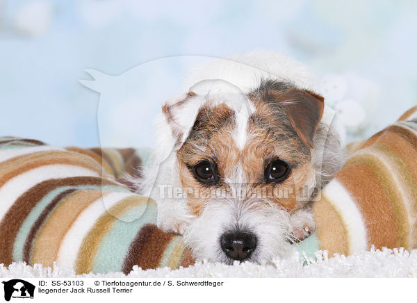 liegender Jack Russell Terrier / lying Jack Russell Terrier / SS-53103