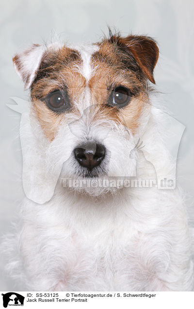 Jack Russell Terrier Portrait / Jack Russell Terriern Portrait / SS-53125