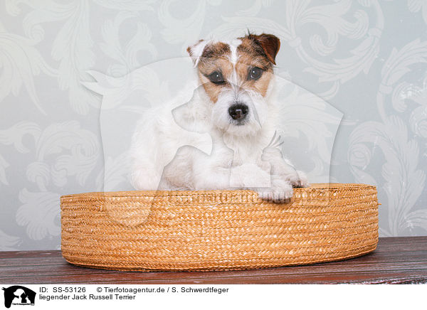 liegender Jack Russell Terrier / lying Jack Russell Terrier / SS-53126
