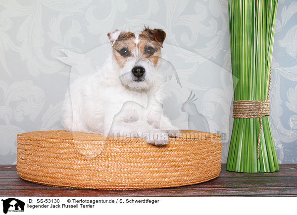 liegender Jack Russell Terrier / lying Jack Russell Terrier / SS-53130