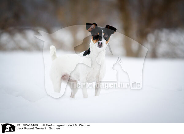 Jack Russell Terrier im Schnee / Jack Russell Terrier in the snow / MW-01489