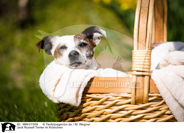Jack Russell Terrier im Krbchen / Jack Russell Terrier in basket / MW-01509