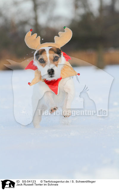 Jack Russell Terrier im Schnee / Jack Russell Terrier in the snow / SS-54123