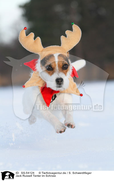 Jack Russell Terrier im Schnee / SS-54124