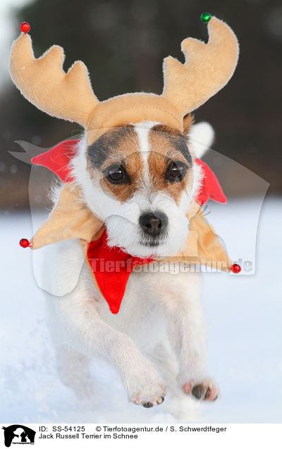 Jack Russell Terrier im Schnee / SS-54125