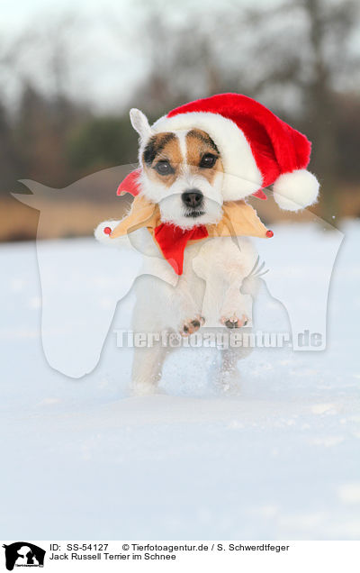 Jack Russell Terrier im Schnee / SS-54127