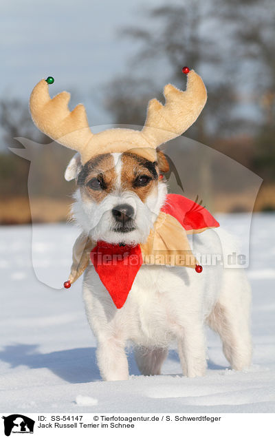 Jack Russell Terrier im Schnee / SS-54147