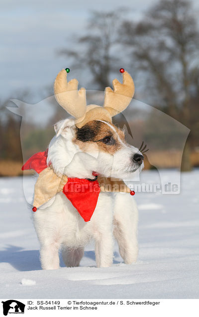 Jack Russell Terrier im Schnee / SS-54149