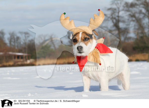 Jack Russell Terrier im Schnee / Jack Russell Terrier in the snow / SS-54150
