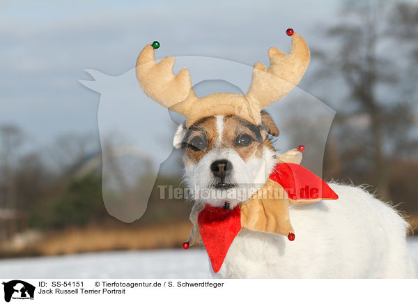 Jack Russell Terrier Portrait / SS-54151