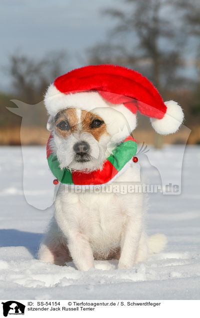 sitzender Jack Russell Terrier / sitting Jack Russell Terrier / SS-54154