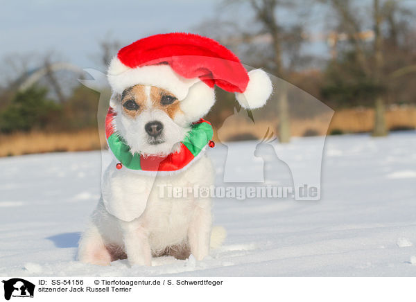 sitzender Jack Russell Terrier / SS-54156